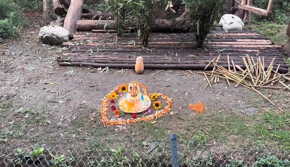 为什么萌兰生日和花花同一天生日,熊猫和花和萌兰现状