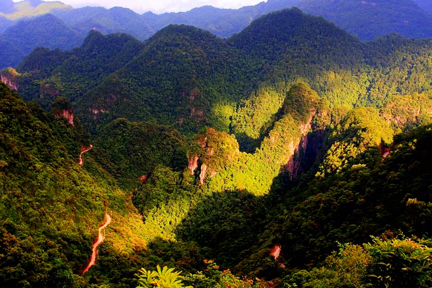 三雄争地，广西甘蔗、水果、桉树，谁是赢家？