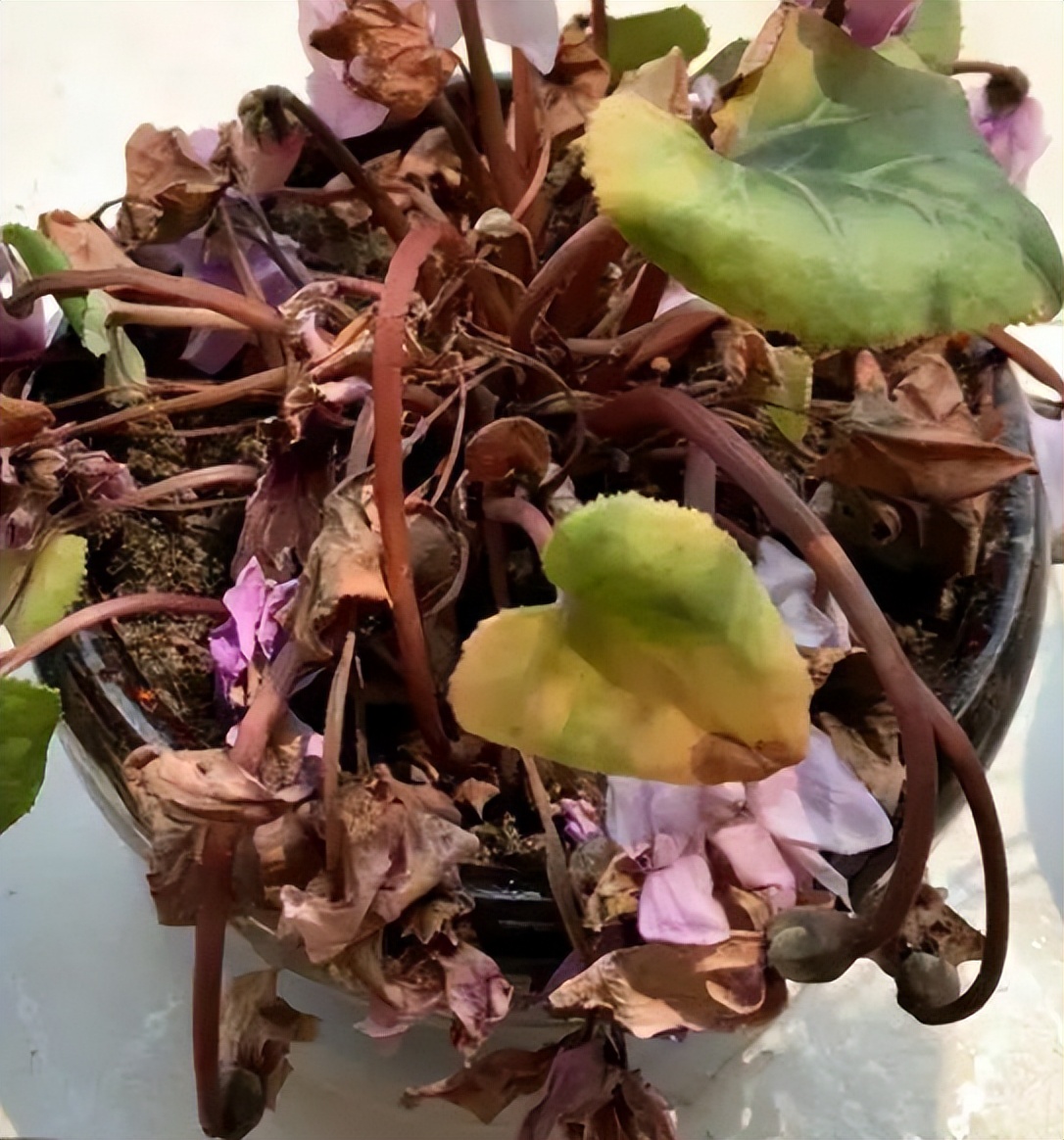 5种花浇不死浇水越多长得越旺,夏天种花早上还是晚上浇水好