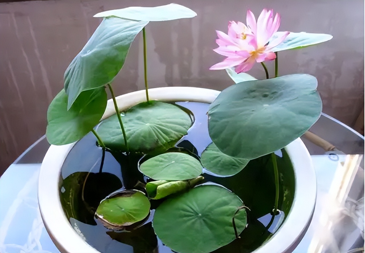 奶奶叮嘱，“花草有三不送，送了变仇人”，过来人的经验