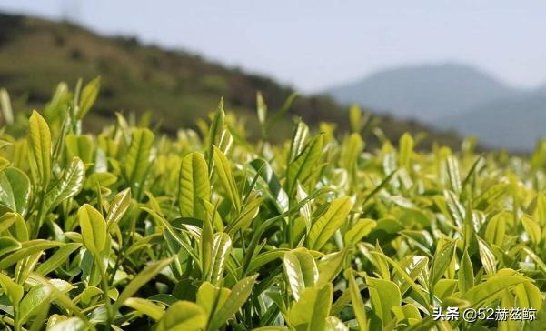鸭屎奶茶真的是鸭屎吗,鸭屎香和一般奶茶的区别