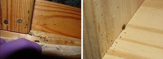 宿舍有臭虫怎么彻底消灭,宿舍有臭虫怎么防止被咬