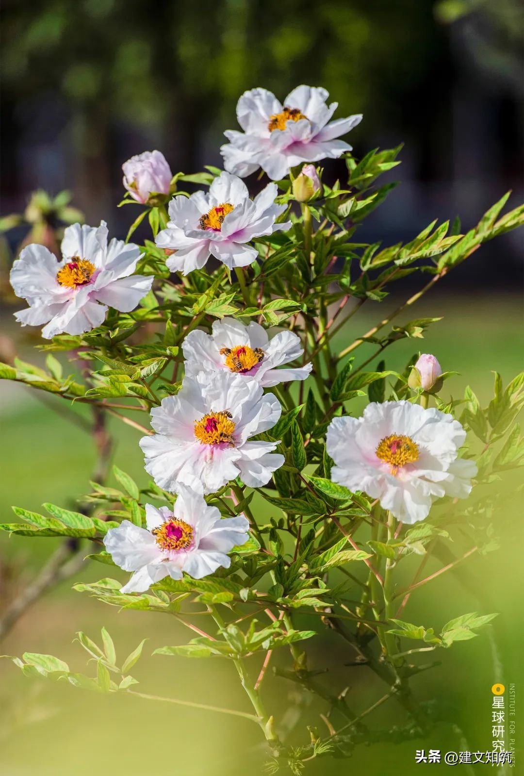 成都平原彭州,彭州立体公园城市