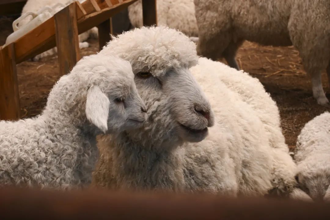 尼康z30样片对比,尼康z30开箱vlog