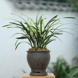 纯黄的兰花草一棵多少钱,兰花草真正贵的价格