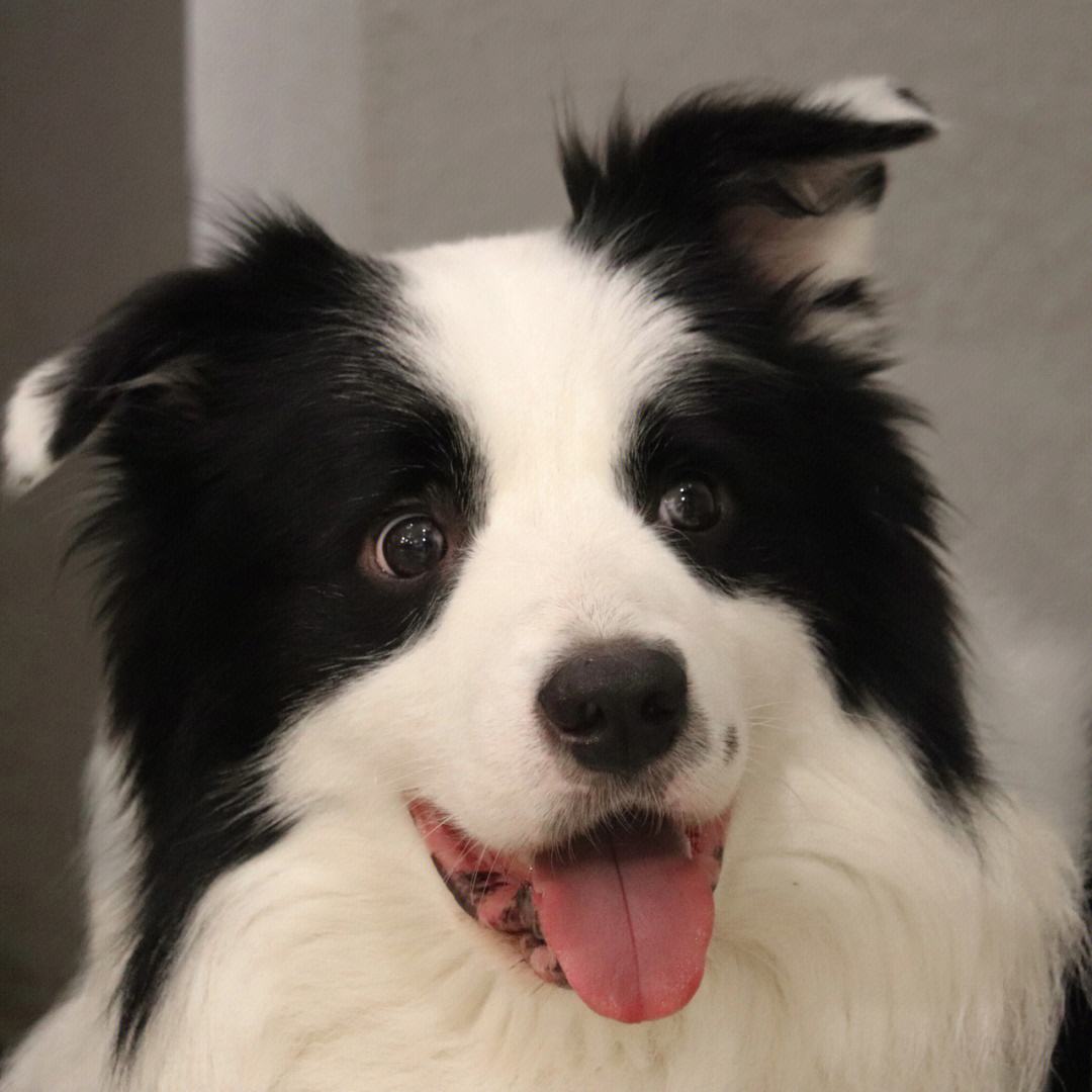 又便宜又可爱的狗,便宜好养的6种狗经济实惠又可爱