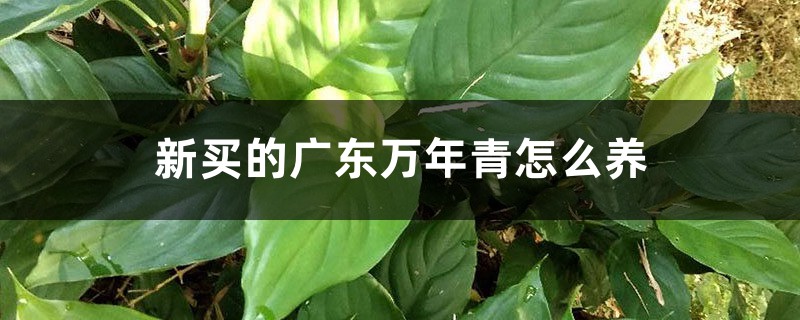 适合光线很暗的植物,弱光能养什么植物