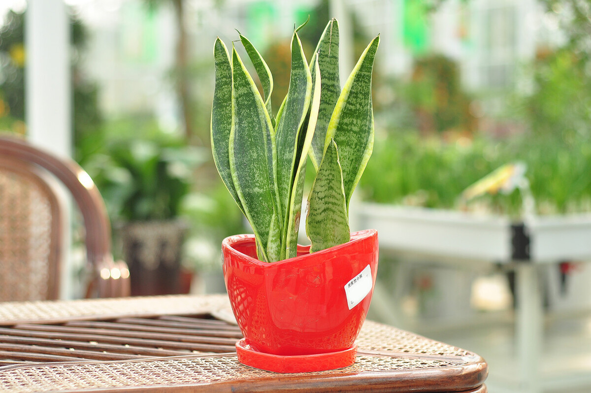 利于空气净化又可室内养的绿植,最适合室内净化空气的大型绿植