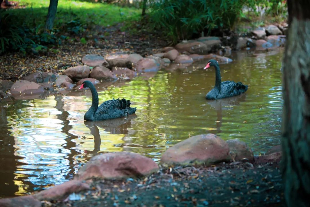 秋季限定|昆明九所学校，送你诗意校园里的一抹金