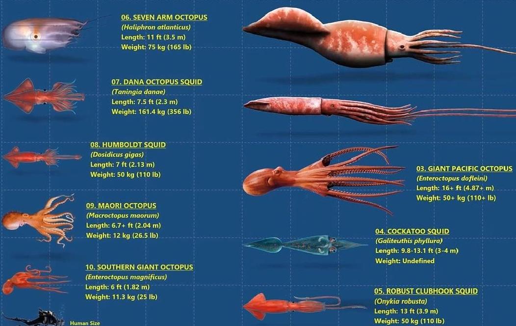 高智商章鱼：幸亏产卵后“自杀”，不然大概率会成为“海洋霸主”