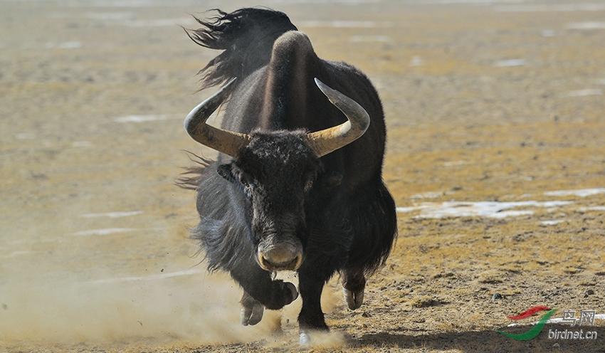 被狼群救下的藏獒,西藏一头孤狼咬死七只藏獒