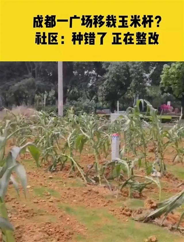 成都移植玉米苗全过程,成都玉米移栽原视频