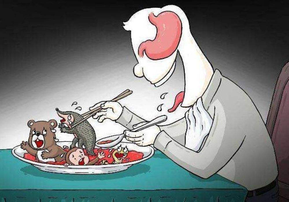 中国常见的斑鸠,斑鸠为何很少看到斑鸠巢穴