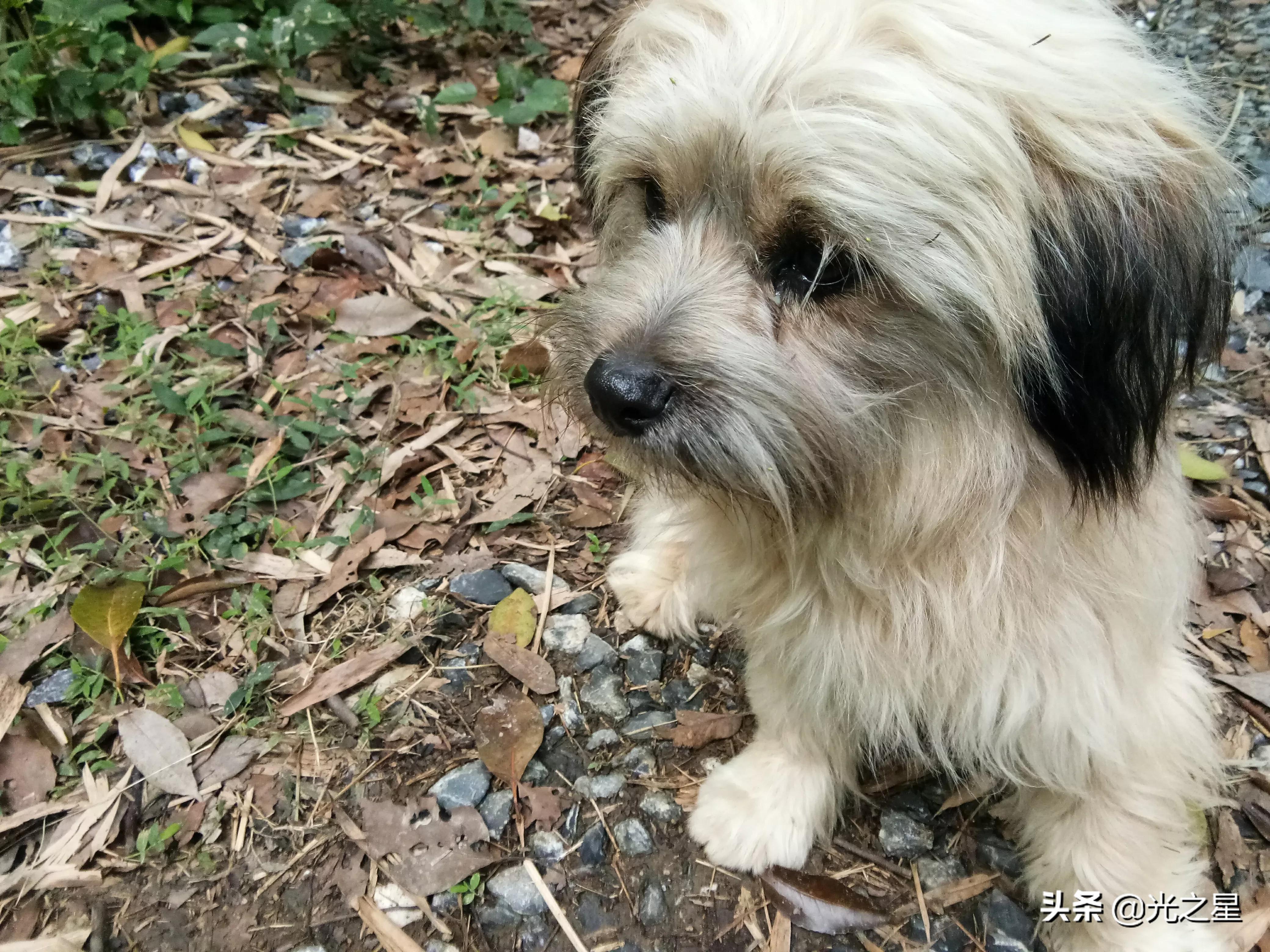 我的小狗原声,我的小狗朗读