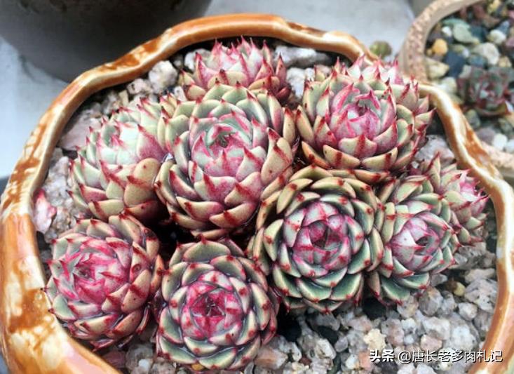 多肉苯巴蒂斯和吉娃娃哪个更好看,静夜多肉和苯巴蒂斯多肉的区别