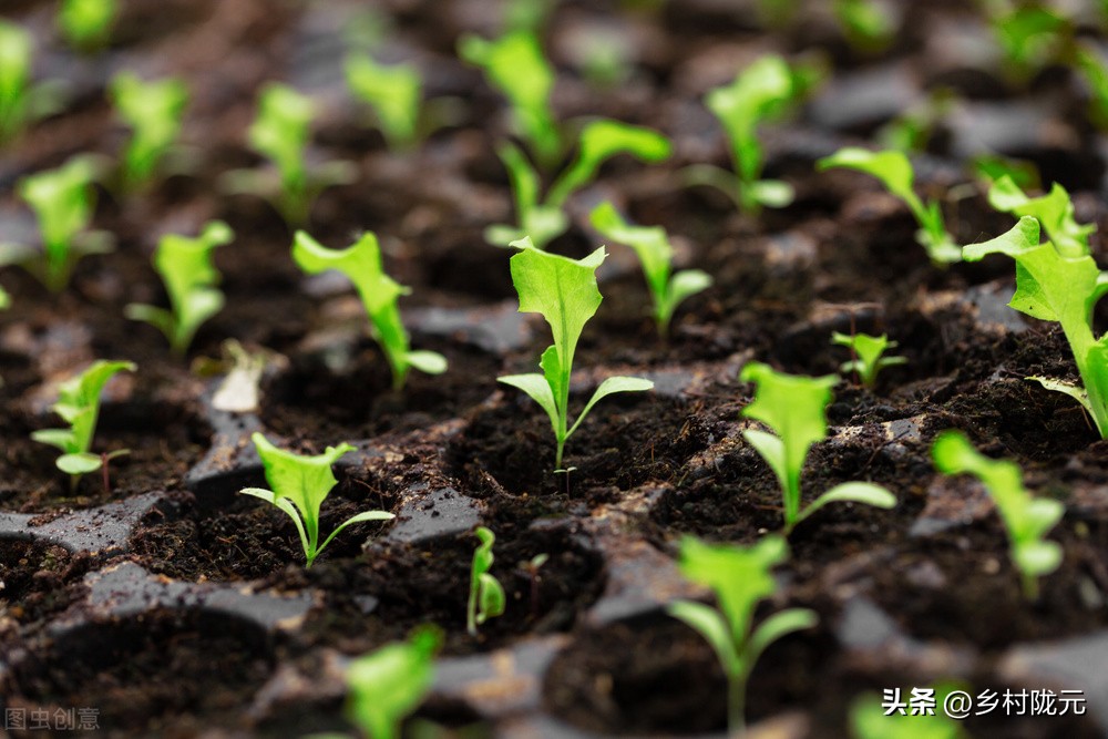结球生菜和意大利生菜哪个产量高,结球生菜的种植方法