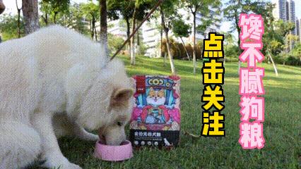 买到星期狗怎么救活,买宠物狗买到星期狗怎么办