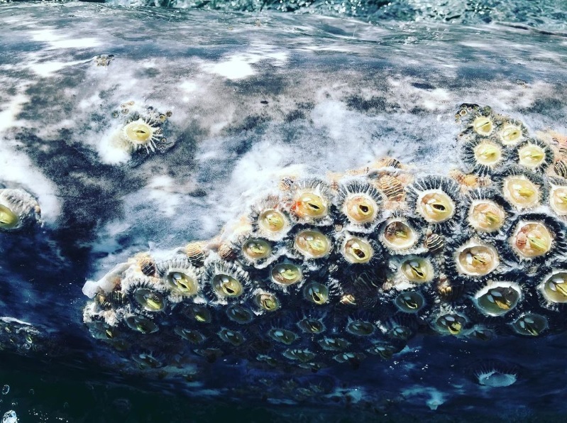 身上虱子太多，灰鲸无奈找人类帮忙，墨西哥船长秒变“搓澡工”！