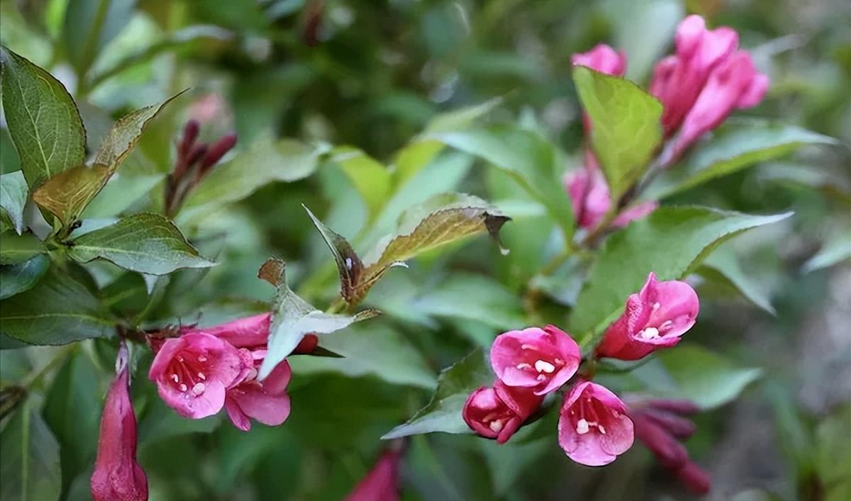 小庭院种植什么灌木好,适合阳台庭院灌木