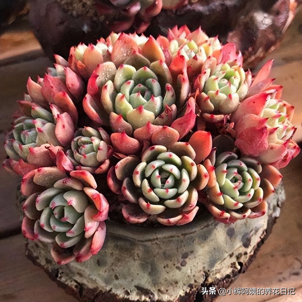 多肉银星,多肉卡罗尔简介