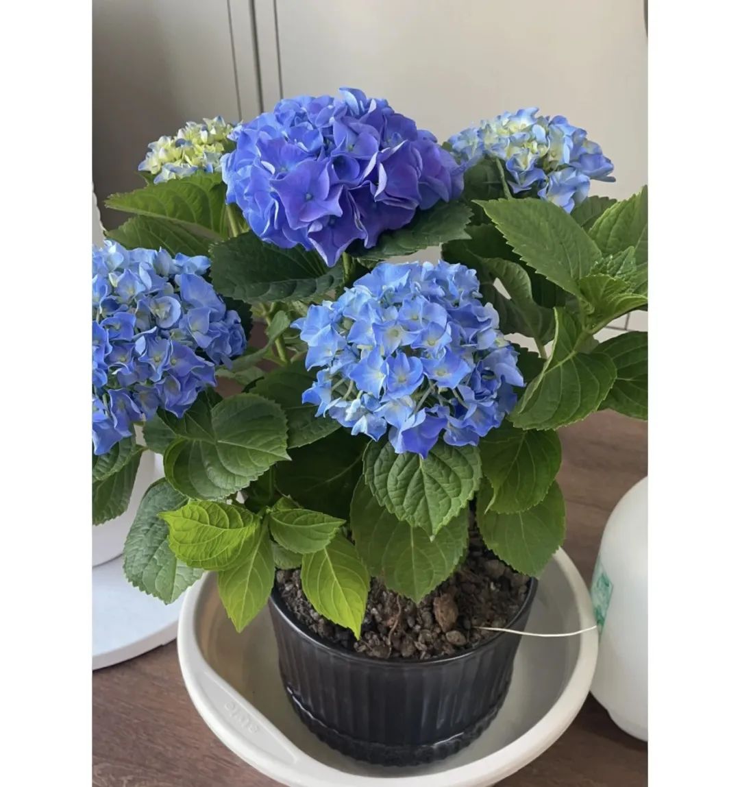 家里养3种花一年四季开花不断,养这10种花越养家里越干净