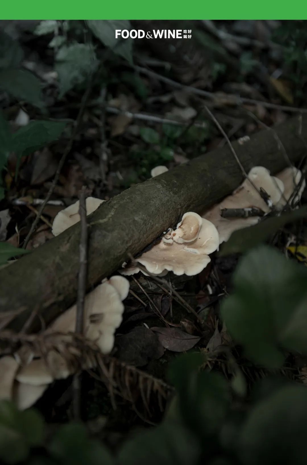 鏅痉闀囧搴欏悆鏂嬮キ,涓囧绂呭鏂嬮キ