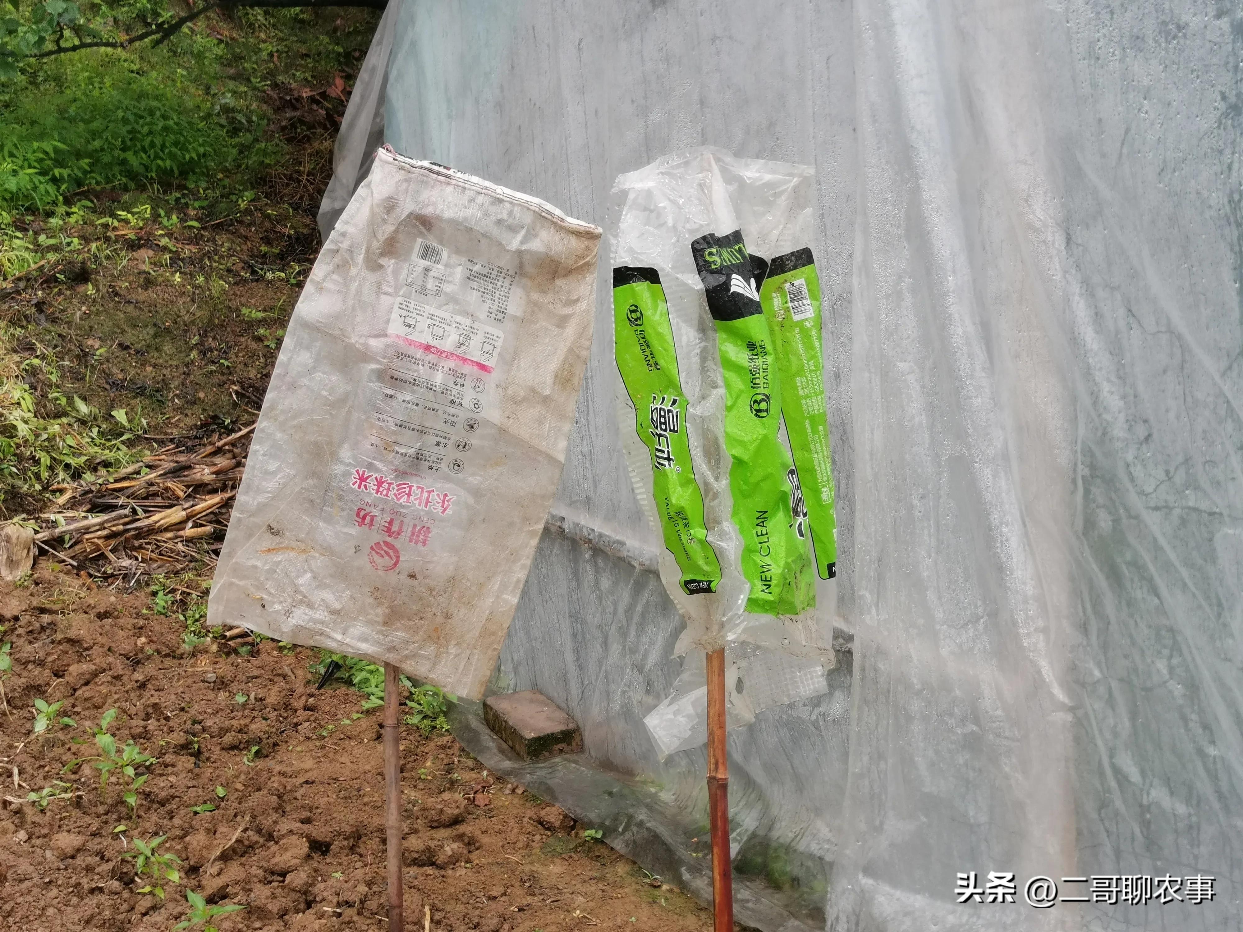 大棚草莓被偷吃视频,大棚草莓果子小怎么办