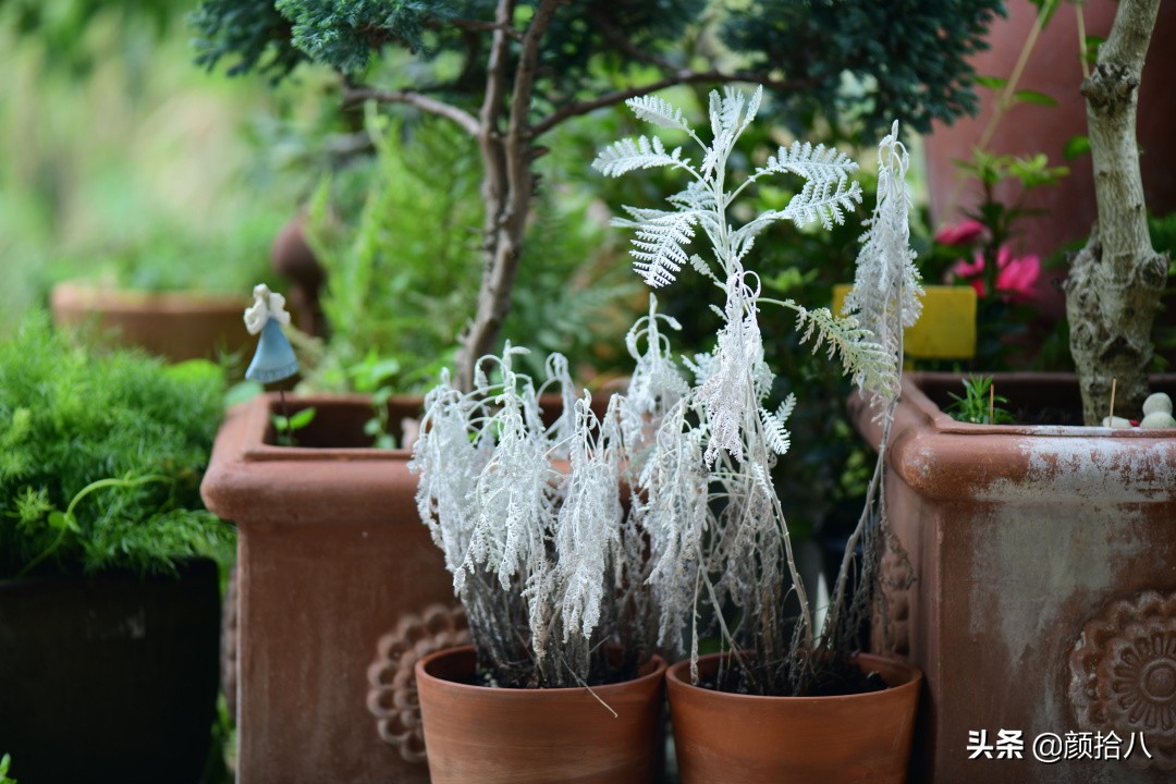 看到你的花园那么惨，我就安心了|园丁