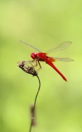 童年时抓蜻蜓的美好回忆,回忆童年抓蜻蜓