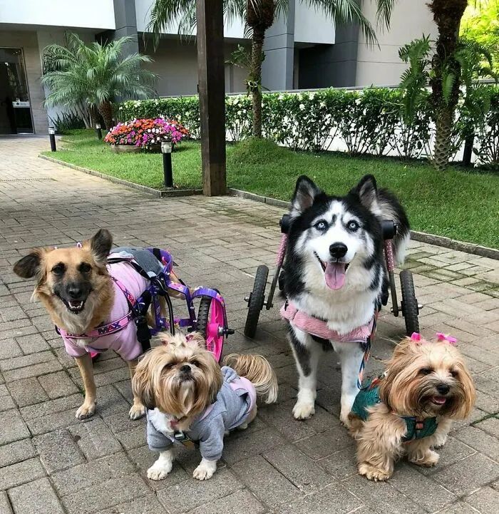 黑心狗厂逼迫反复生育至瘫痪的哈士奇，被拯救后活成了小公主