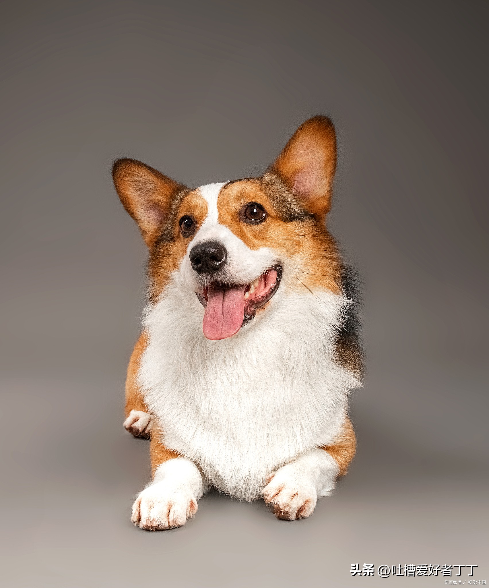 小型宠物狗品种有哪些,小型宠物狗养什么品种比较好