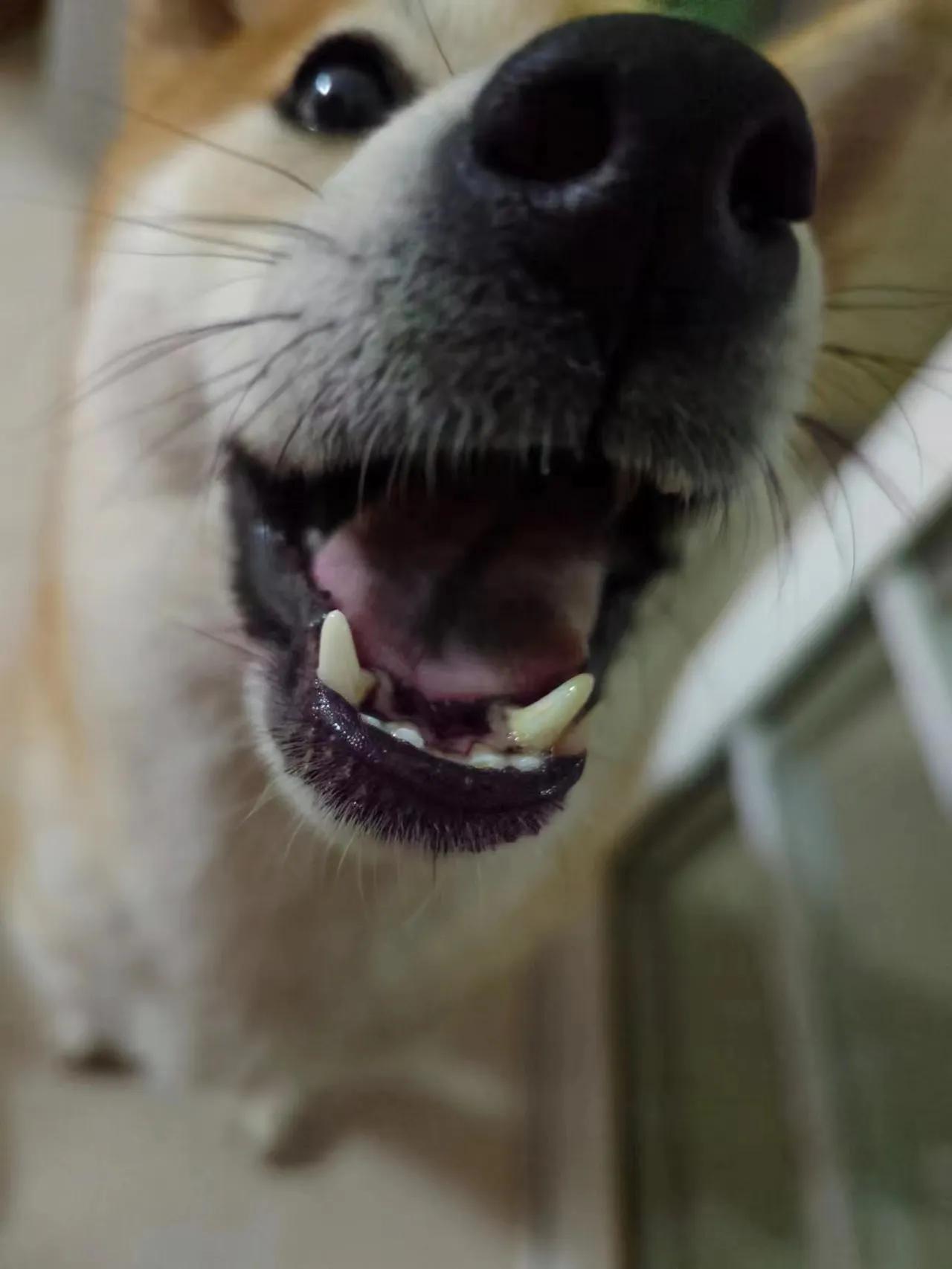 猫狗可以一起养吗,适合猫狗同养的狗