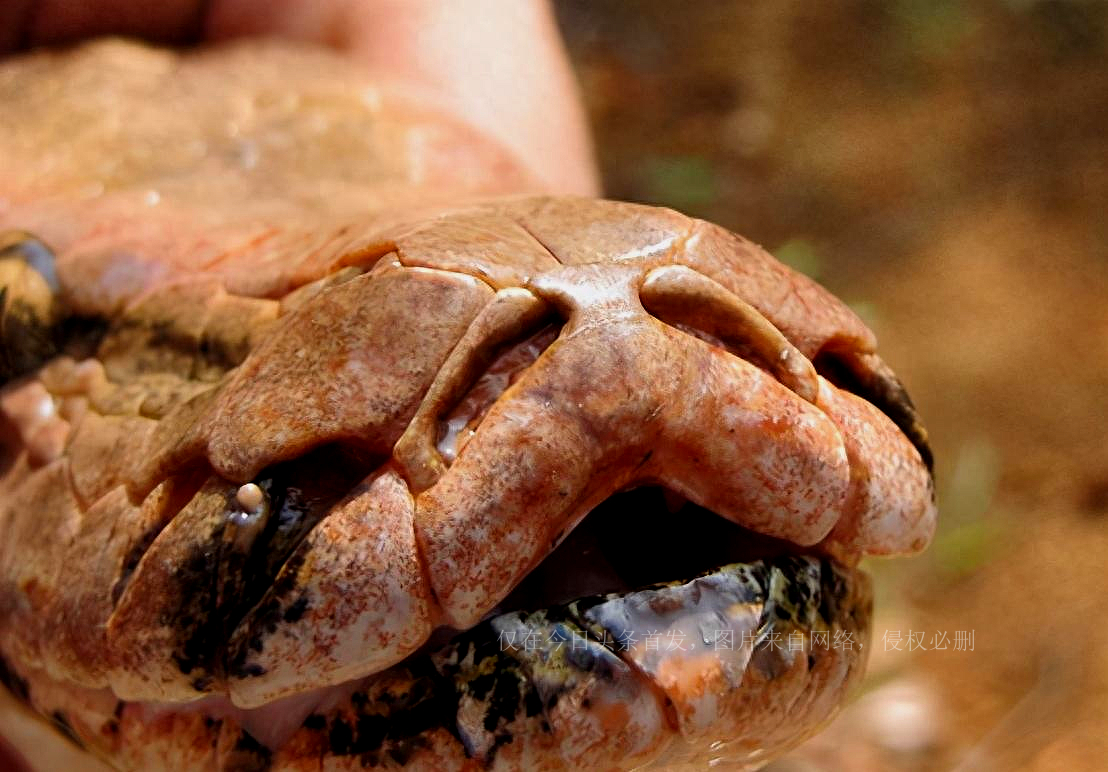 人类如果被蟒蛇活着吞进肚子里，用一把*首匕**能不能自救？