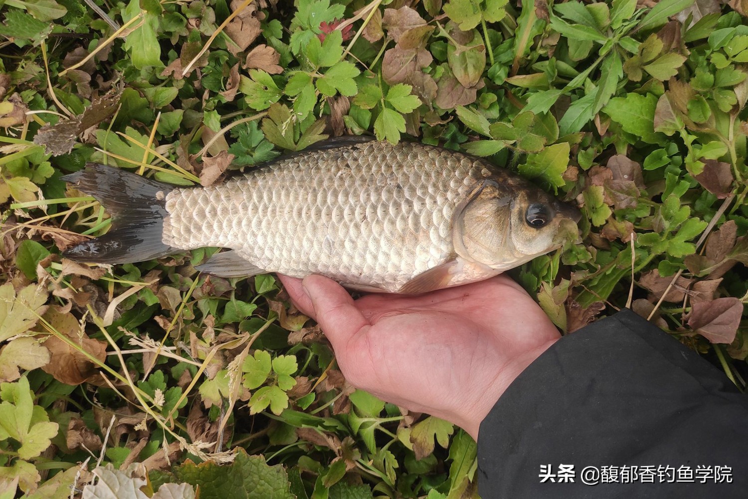 冬季钓鲫鱼加粗尾调漂的正确方法,长竿钓鲫鱼调漂的正确方法与技巧