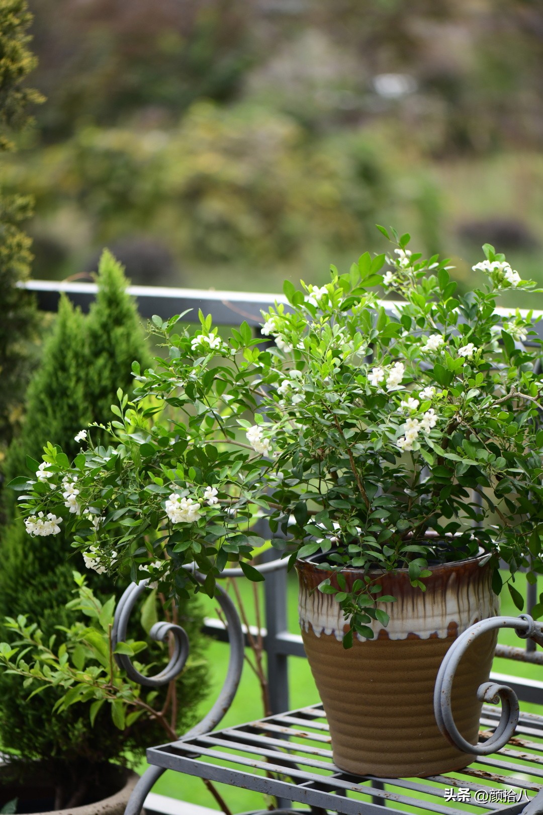 几乎没有存在感的七里香，到底是怎样的？|园丁