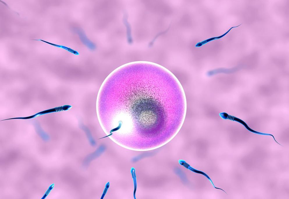 胎儿长相在受孕时就已经决定了吗,胎儿性别从着床时候就决定了吗