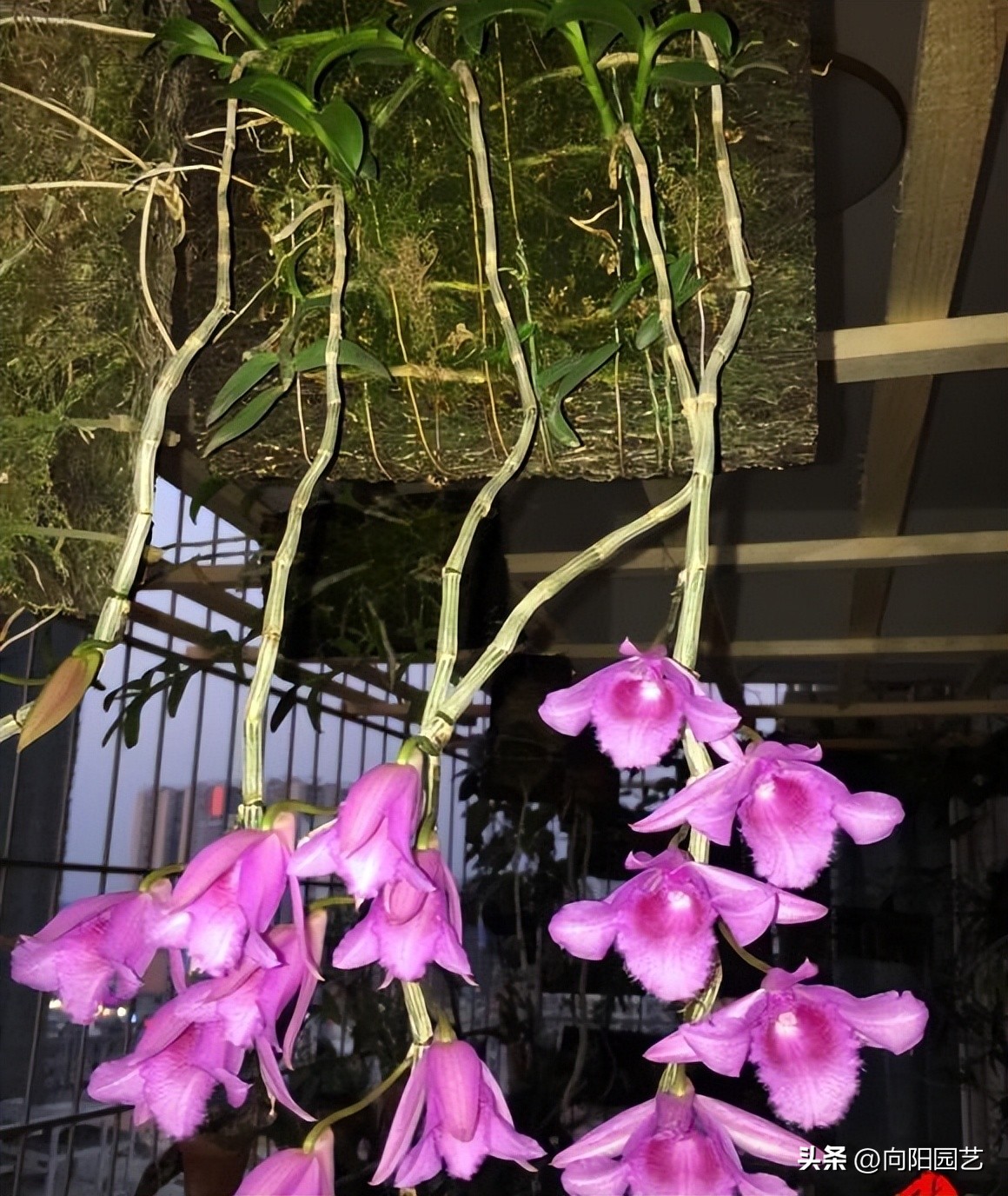 野生石斛在树上如何家养,野生石斛生长环境