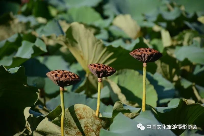 潘塘公园庆庆游乐场,潘塘公园的荷花池作文