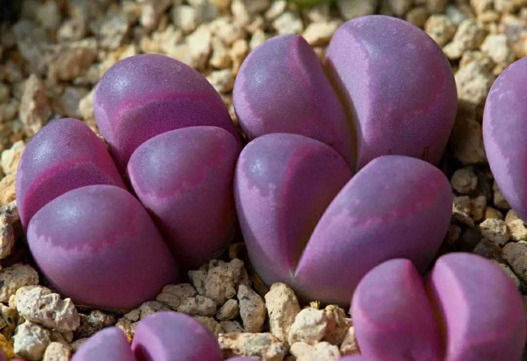 多肉植物石头开花,多肉石头花秋季