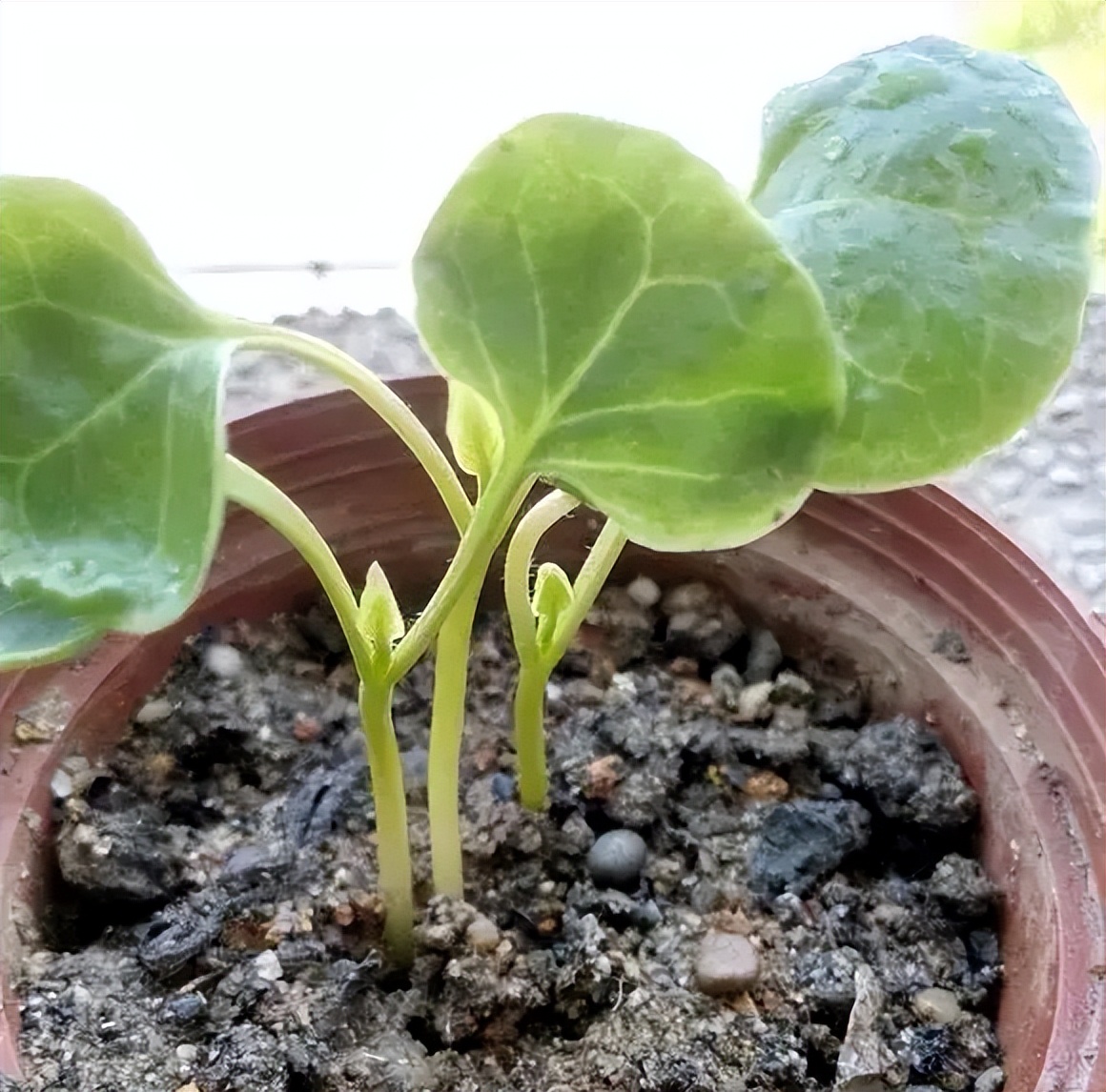 专为懒人养的5种花开花不断,4种不用花钱买的盆栽