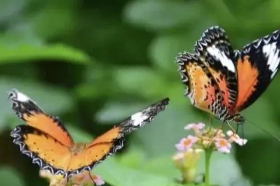 破茧成蝶,破茧成蝶的视频