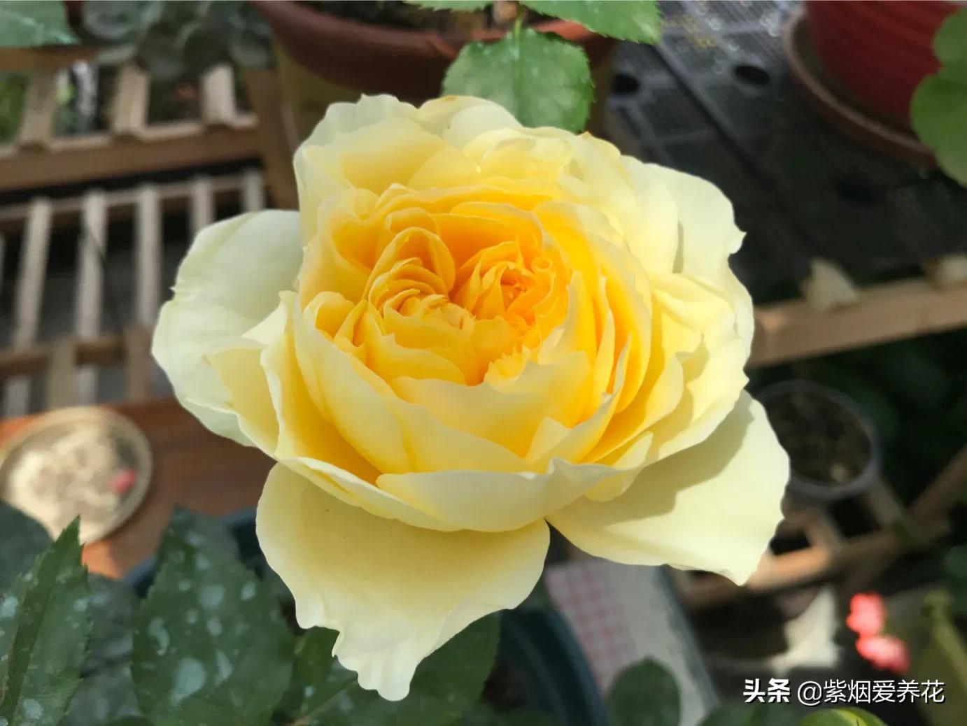 哪些月季仙气十足,又美又香的月季品种