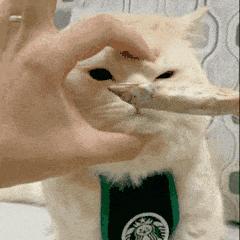 刘畊宏喊你来跳操,刘畊宏减脂期可以吃的零食