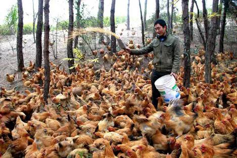 农村搞养殖能赚钱吗,农村养殖什么不愁销路且利润大