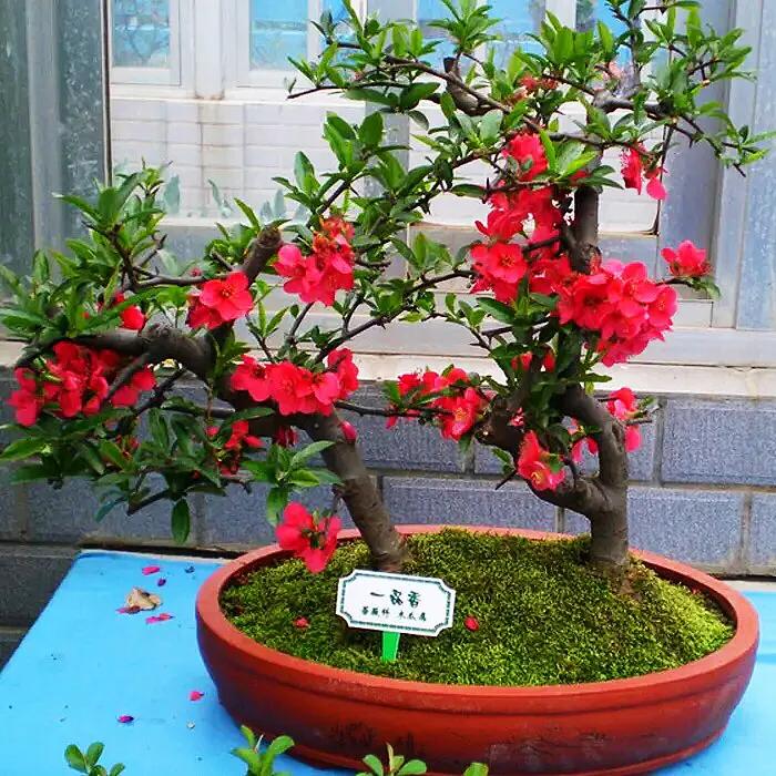 贴梗海棠海棠花品种大全,贴梗海棠的花型