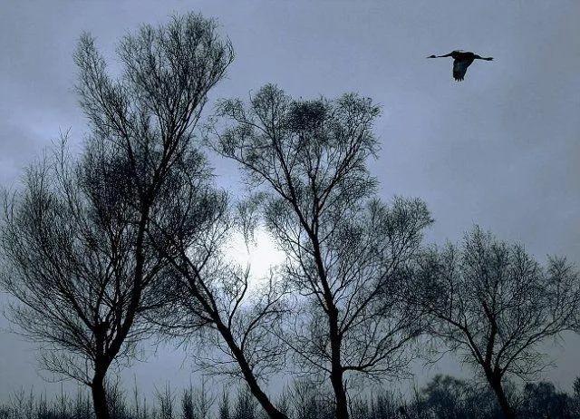 杜甫最有名的十首诗句带图,杜甫最经典的七律诗30首