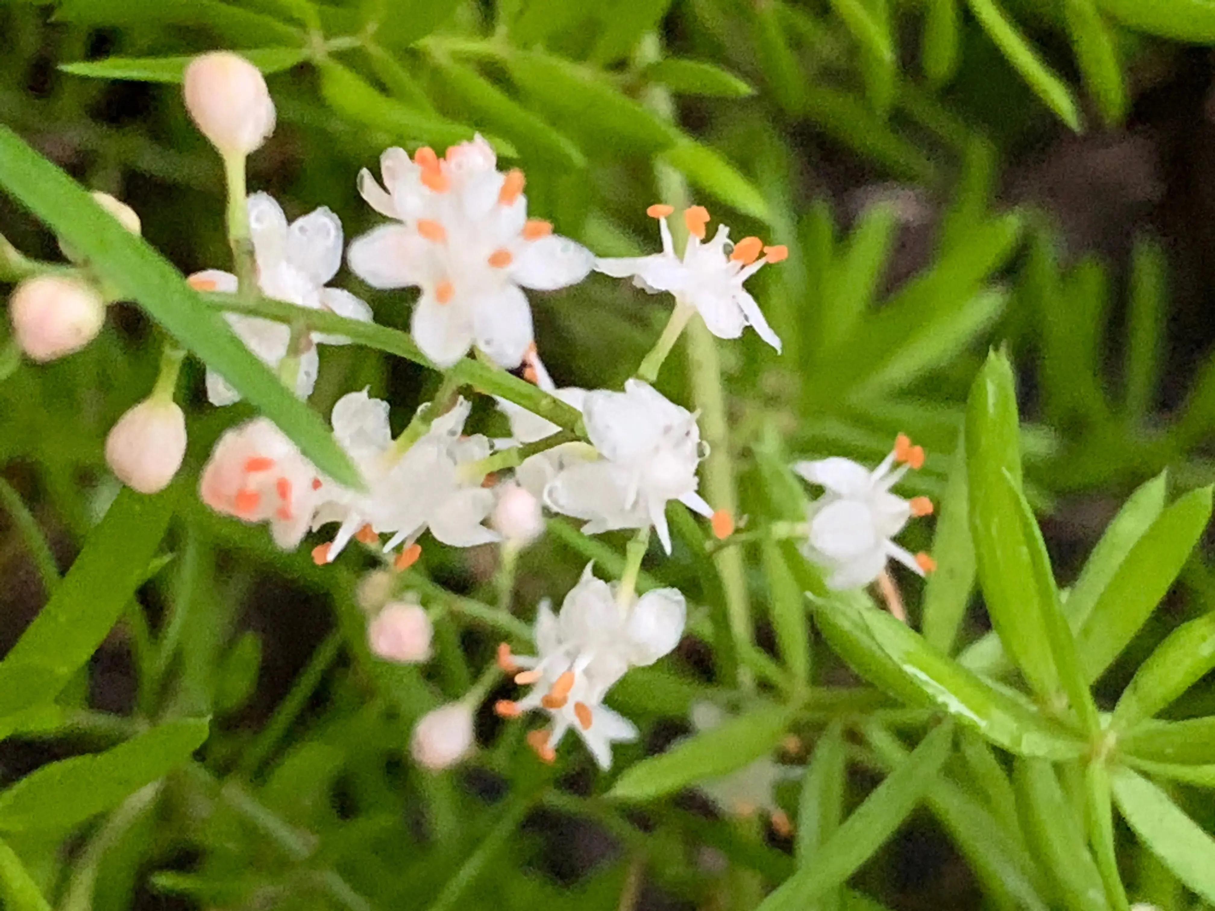 小小花朵——非洲天门冬