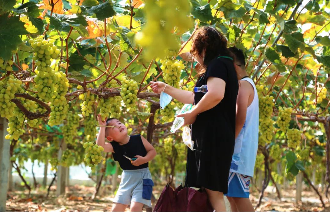 优质农产品葡萄丰收,葡萄丰收助力三农