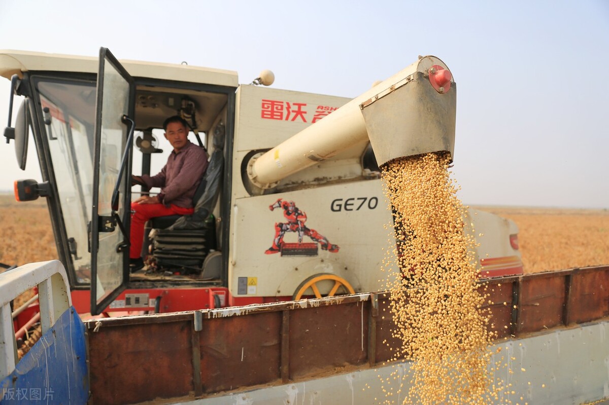 11月10日全国最新大豆价格,大豆今天行情查询合肥市大豆价格