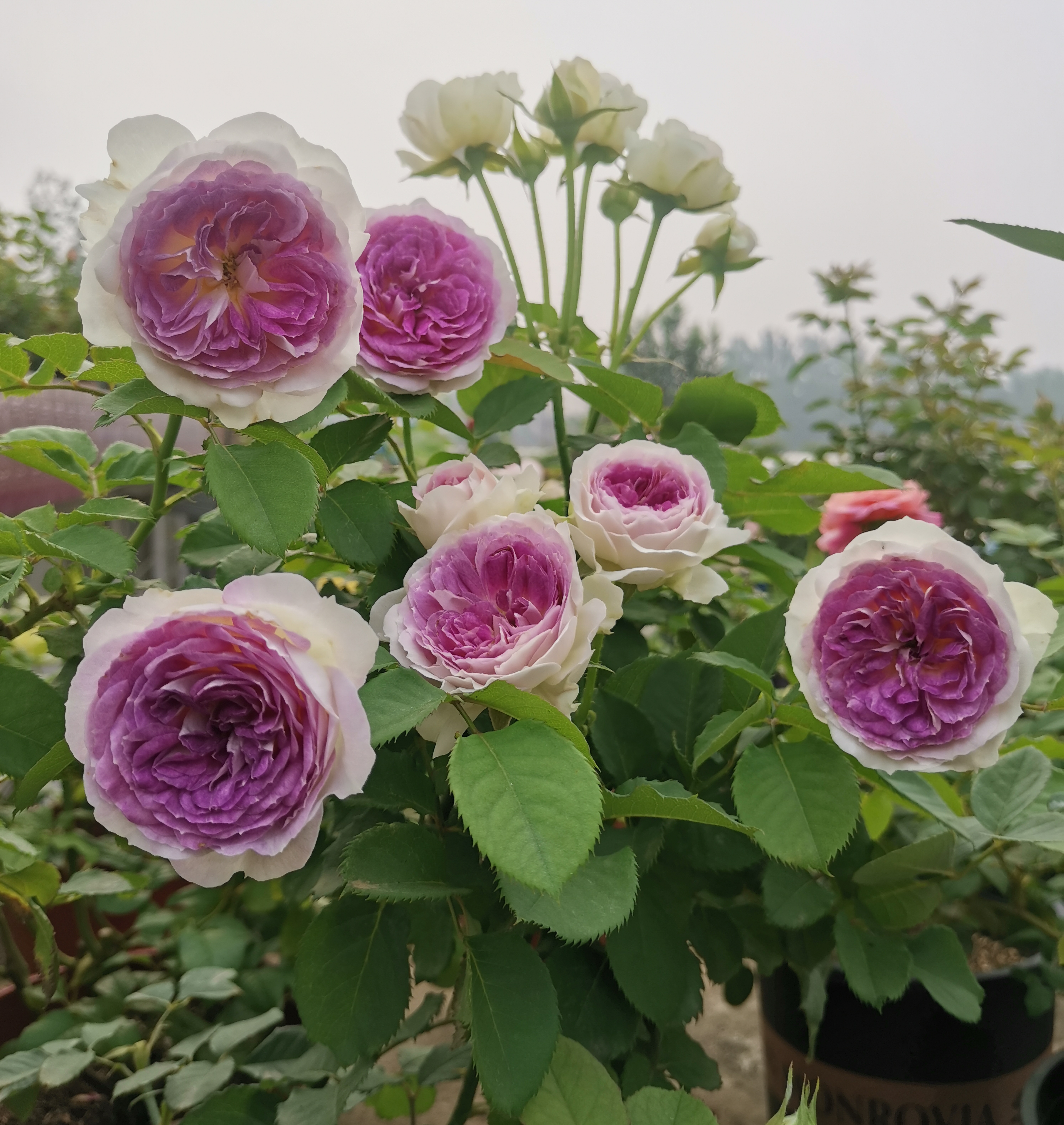 月季花蓝色晴空,月季花蓝月石